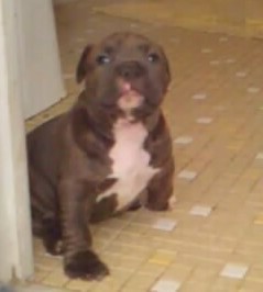 TITO